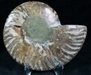 Cut and Polished Ammonite (Half) #7332-1
